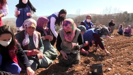 KASTAMONU  - Gönüllü gençler imece usulüyle Taşköprü sarımsağını toprakla buluşturdu
