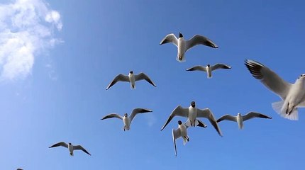 Flying Seagulls