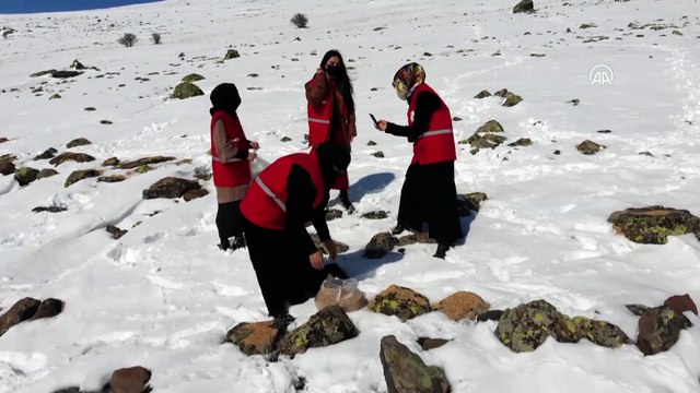 AĞRI - Yabani hayvanlar için karlı dağlara yem bırakıldı