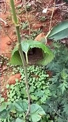 Nature Is The Best Architect