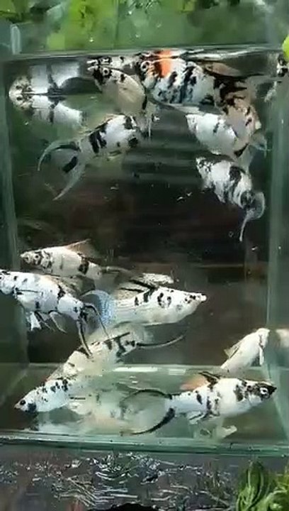 Dalmatian molly