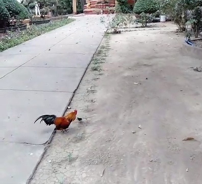 Run..run..run
