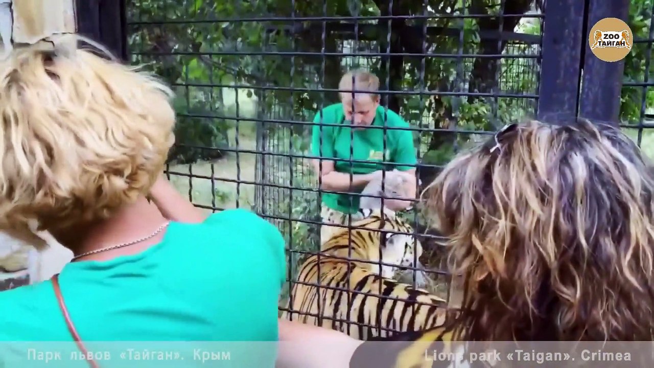 Ce dresseur russe présente ses 2 petits à une maman tigre