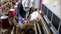 Atanamayan eşine destek olmak için tavuk çiftliği kurdu