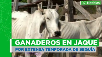 Sequía pone en "jaque" a ganaderos del Cesar