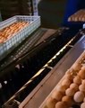 Comment vérifier si des œufs sont fécondés ou pas ?