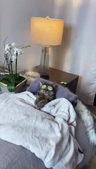Un homme et un chat se relaxent dans un lit