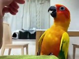 Une conure soleil se blottit dans le creux d'une main