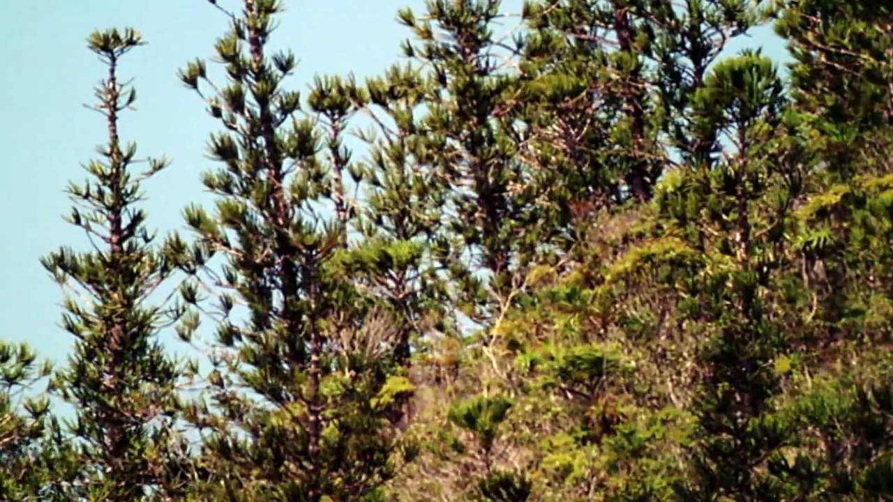 Walking with Dinosaurs S01E01 New Blood (4 October 1999)