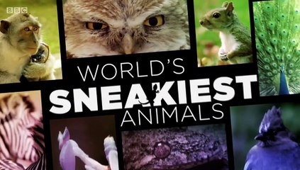 World's Sneakiest Animals S01E02 The Hunger Game  (7 January 2016)