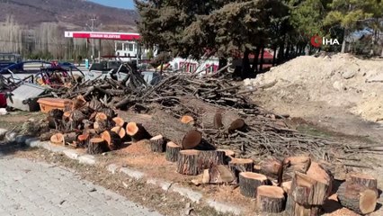 Belediye GES için yaşları 10-50 arasında değişen 100’e yakın çam ağacını kesti