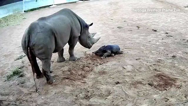Una cría de rinoceronte da sus primeros pasos en zoológico de Australia