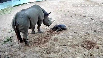 Una cría de rinoceronte da sus primeros pasos en zoológico de Australia