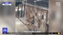 [이슈톡] 생닭으로 '호랑이 낚시' 동물 학대 논란