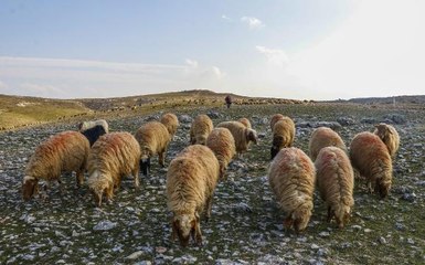 Mardin'de son 20 yılın en kurak dönemi yaşanıyor