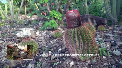 Guadeloupe - Le melo cactus de La Désirade
