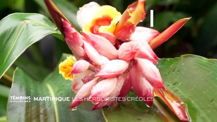 Martinique, les herboristes créoles