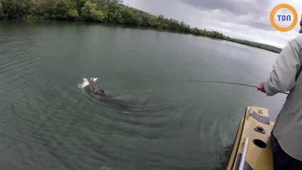 Un pécheur attrape un requin en train de se faire dévorer par un crocodile