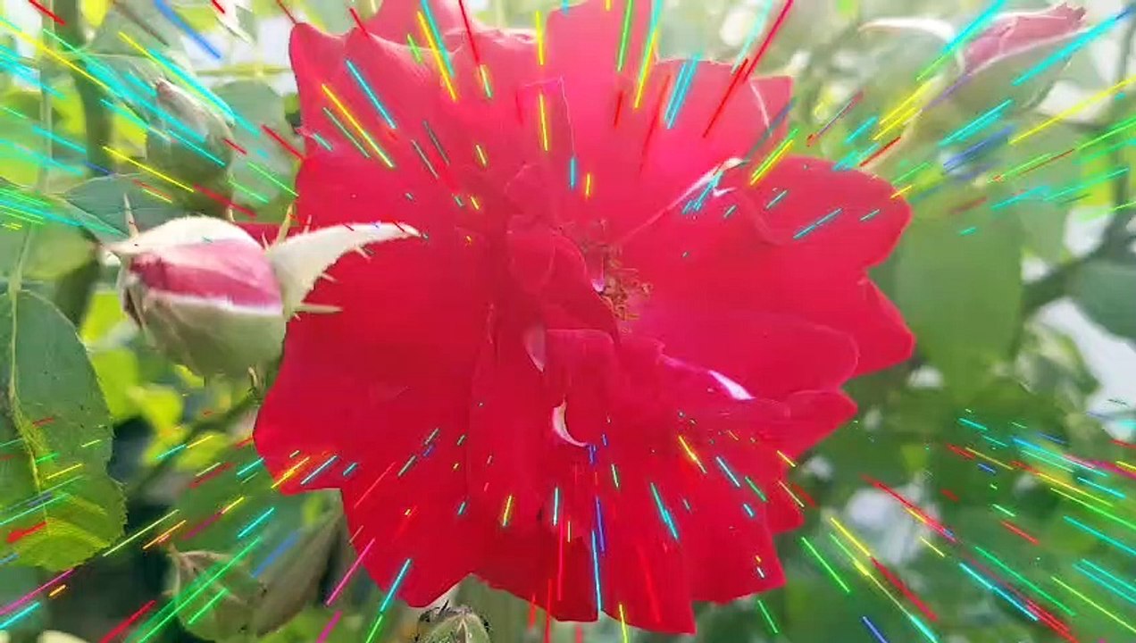 आइए चलते हैं आज एक और नए सफर पर - My terrace garden view - Visit  of  nature - Safina Kitchen - Safina Khan By Safina kitchen