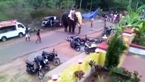 Elephant goes berserk - causes crazy damage in India!