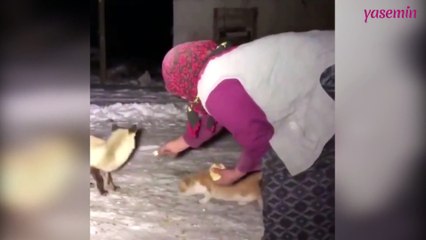 Yabani tilkileri elleriyle besleyen teyze!