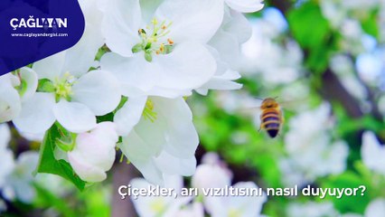 ARI İLE ÇİÇEK DİYALOĞU