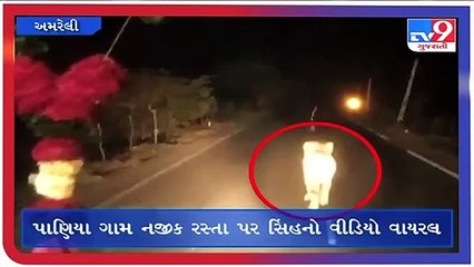 અમરેલી-બગસરાહાઇવે પર સિંહની લટાર  _ Tv9GujaratiNews