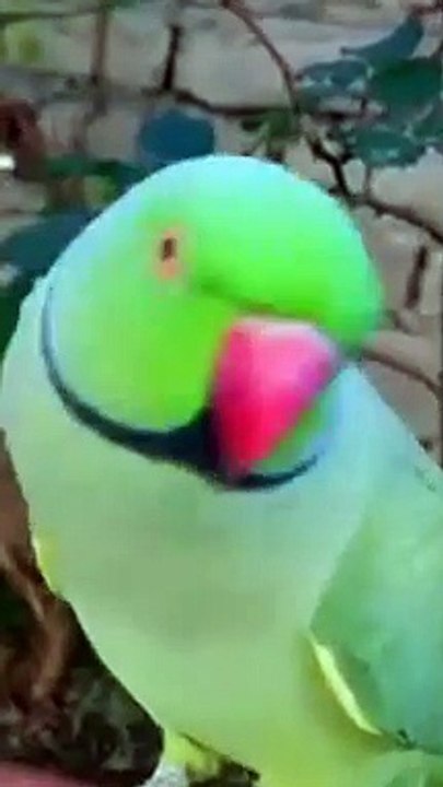 Parrot Talking