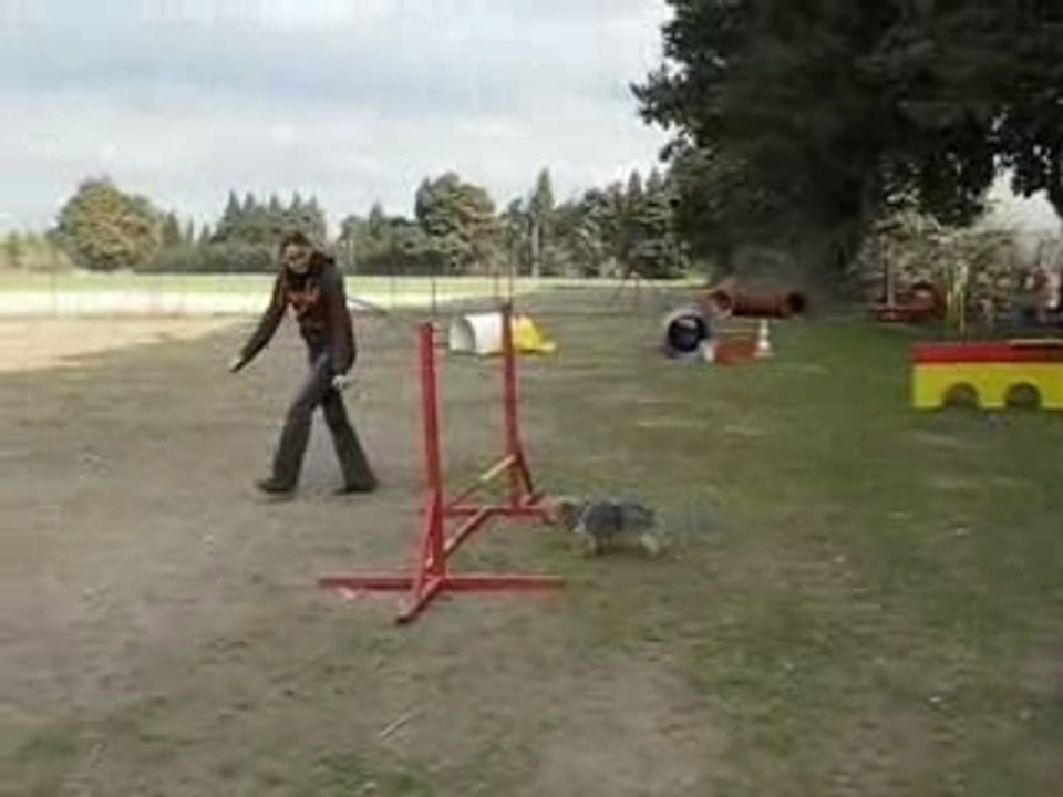 Biki en séance agility