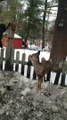 Brothers Rescue a Deer Trapped on Top of Fence