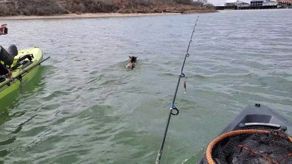 Bobcat Swims Between Islands Searching for Food
