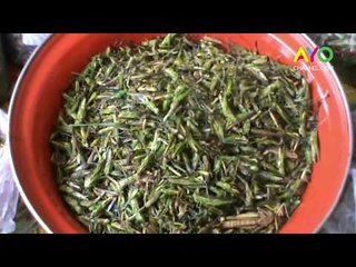 Lezatnya Belalang Goreng Ini Tiada Dua