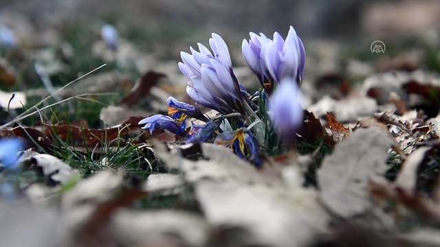 TUNCELİ - Sarp dağların arasındaki Pülümür Vadisi doğasıyla ziyaretçilerini cezbediyor