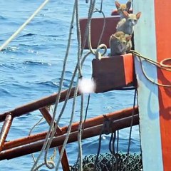 Un officier de la marine thaïlandaise sauve ces 4 chats d'un navire qui coule
