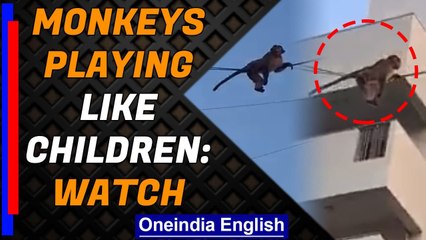 Monkeys play sliding down the electric wire, video goes viral | Oneindia News