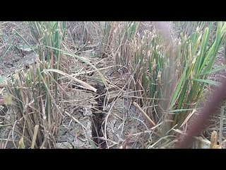 Gagal Panen Puluhan Hektar Sawah Kekeringan, Penghasilan Petani Menurun