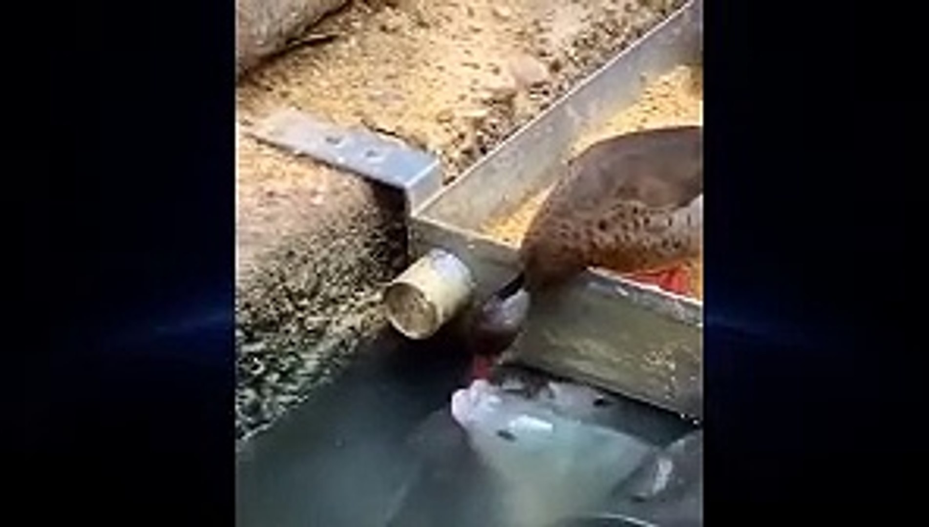 Animal Doing Best Job | Animal funny videos | Animal Funny Moments | Animal Funny Vines