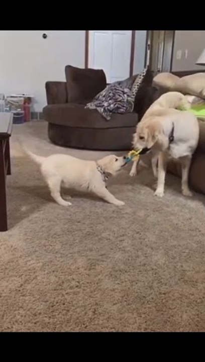 The Dog is trying to gets down his brother safely|| Animal Funny Vine| Animal Funny Moments || Funny Videos