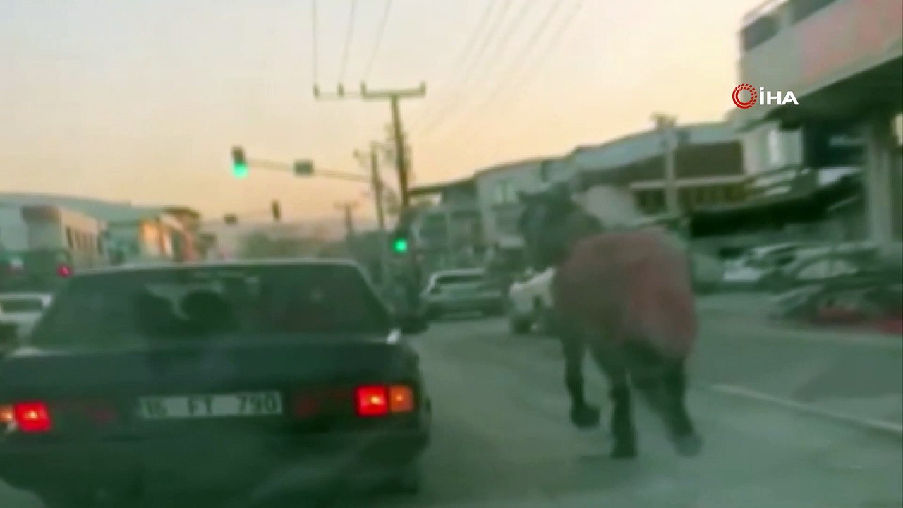 Trafikte ilginç görüntü... Aracın içinden ipini tuttukları atı böyle koşturdular