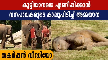 അമ്പോ ഇതെന്തൊരു ഉറക്കം..എന്റെ കൊച്ചിനെ ഒന്ന് എഴുന്നേല്‍പ്പിക്ക് വനപാലകരേ