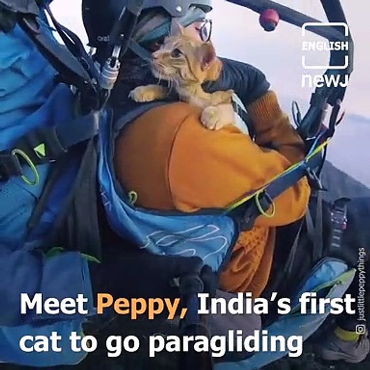 Peppy-India’s First Cat To Go Paragliding in Billing, Himachal Pradesh