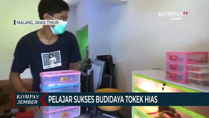 Siswa Ini Isi Waktu Luang Selama Sekolah Daring Dengan Budidaya Tokek Hias