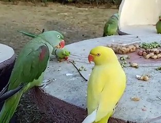 Birds Party