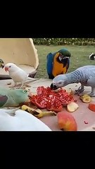 Birds Party 2