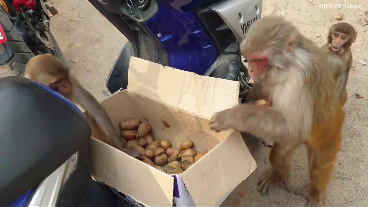 feeding 15 kg boiled potato to the hungry monkey -- monkey man_Full-HD