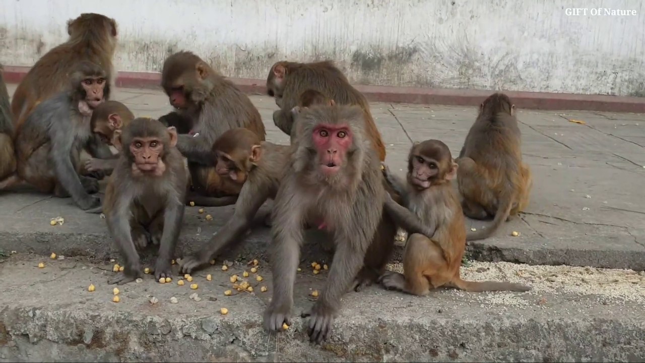 feeding soaked gram to the poor monkey __ angry monkey_Full-HD