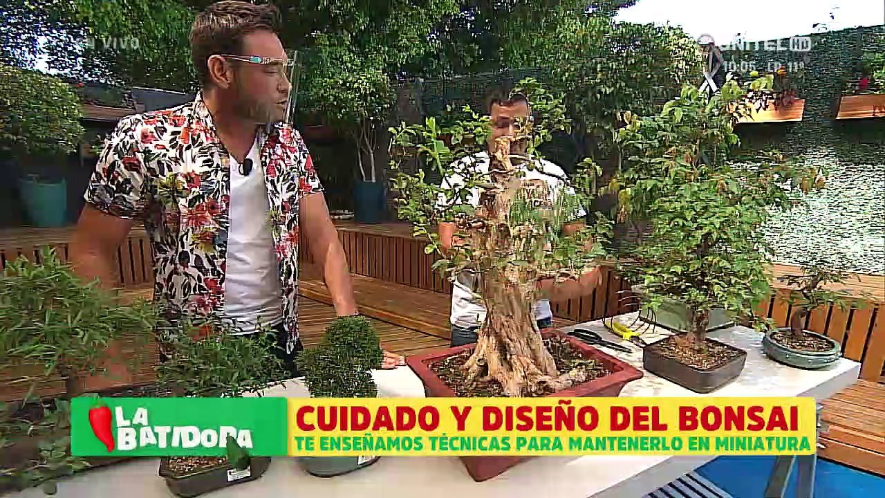 Técnicas para mantener y cuidar a un bonsái