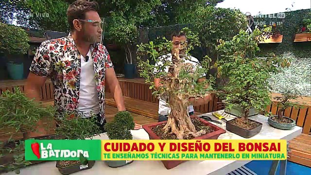 Técnicas para mantener y cuidar a un bonsái