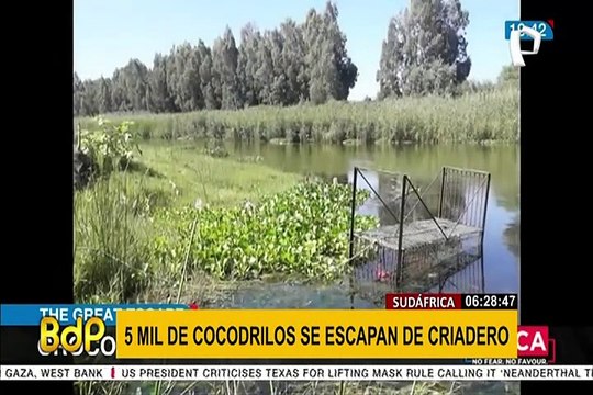 Miles de cocodrilos se escapan de criadero en Sudáfrica