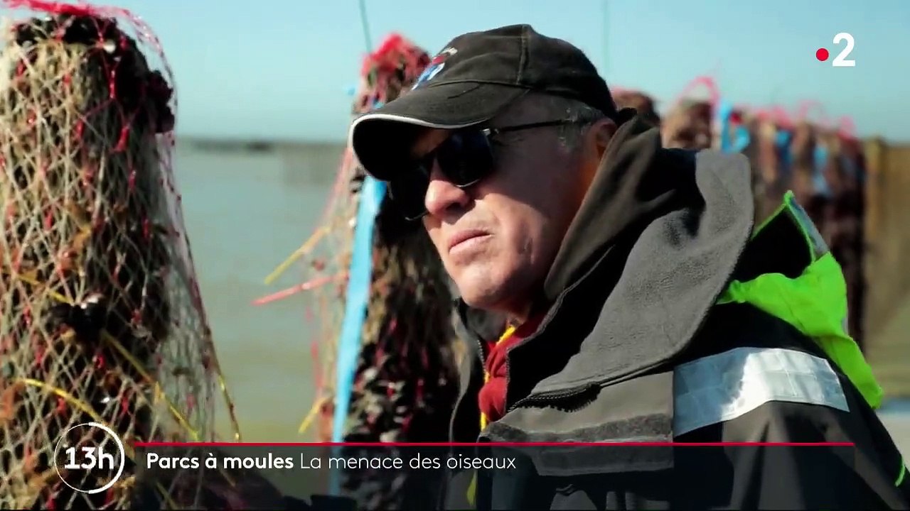 Manche : les moules de la baie du Mont-Saint-Michel sous la menace des oiseaux